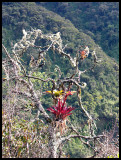 Bromeliads