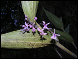 Epidendrum funkii