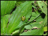 Ladybug at Paltallacta