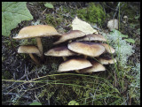 Fungi 1