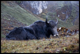 Wet yak