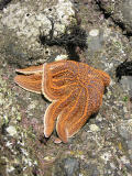 Te Henga - starfish2