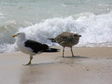 Otama Beach - Pacific gull and chick.JPG