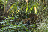 Tiger with cub - Madya Pradesh - Central India