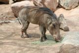 Pumba (Warthog)