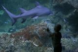Sydney Aquarium