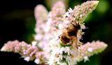 Unknown species of bee