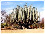 Giant cactus +/- 10 meters high