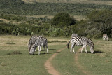 game park, outside Port Elizabeth