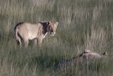 Etosha game park