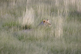 Etosha game park