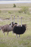 Etosha game park