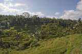 ubud, Bali.  rice terraces