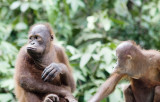 borneo, sepilok