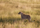 Etosha game park