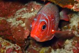 Tailspot squirrelfish