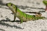 Juvenile spiny-tailed iguana (Ctenosaura similis)