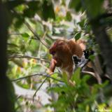 Proboscis Monkey - dominant male