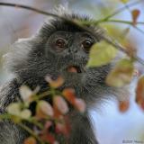 Silvered Langur