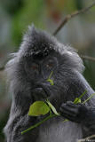 Silvered Langur