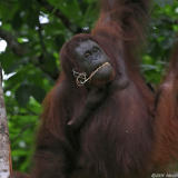 Orangutan - female