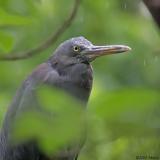 Eastern Reef Egret