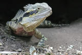 Eastern Water Dragon