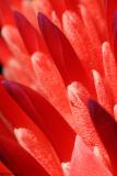 Billbergia pyramidalis Summer torch bromelia