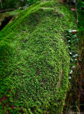 moss covered tree trunk - Eungella NP