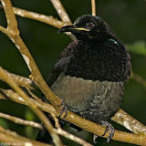 Victorias Riflebird (duwuduwu) male