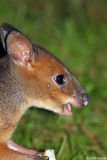 Red-legged pademelon