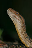 Amethyst python