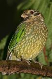 Spotted catbird