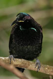 Victorias Riflebird (duwuduwu) male