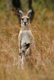 Roo in rain - Grey kangaroo