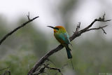 Rainbow Bee-eater in rain
