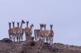 -GUANACOS-