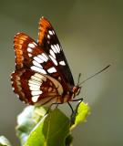 Lorquins Admiral Butterfly