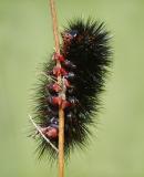 Woolly Bear caterpillar, tiger moth family