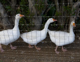 Wadson geese.jpg