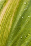 dew on leaf