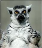 Lemur409.tif