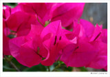 Bougainvillier-08w.jpg