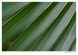 Palmes-20w.jpg
