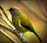 Bell Bird On Perch