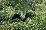 Anhinga