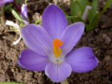 SPRING CROCUS