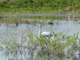 SWAN IN A SMALL POND