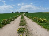 COUNTRY ROAD