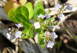 GERMANDER SPEEDWELL